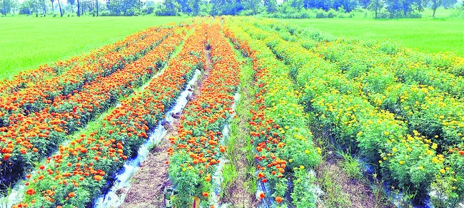 Banthi garden being cultivated by farmers in Vrindavanpuram