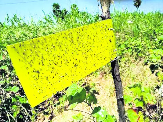 ఎరల వ