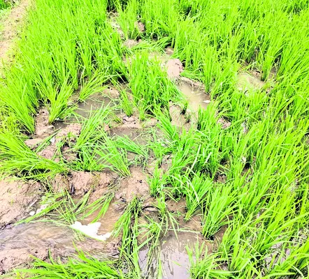 డ్రోన్‌ సహాయంతో  ఏనుగుల గుర్తింపు 

