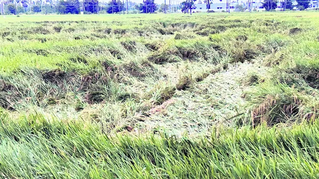 అకాల 