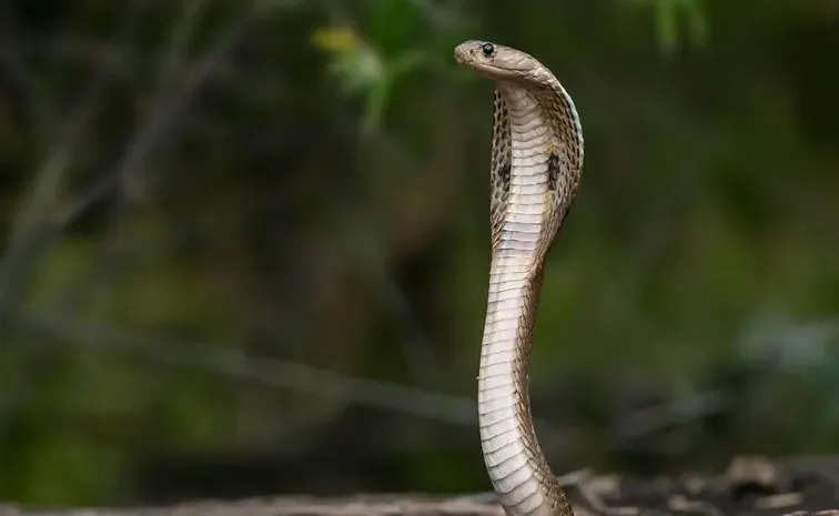 Dowry dispute: Woman locked in room by in-laws and unleash poisonous snake on her