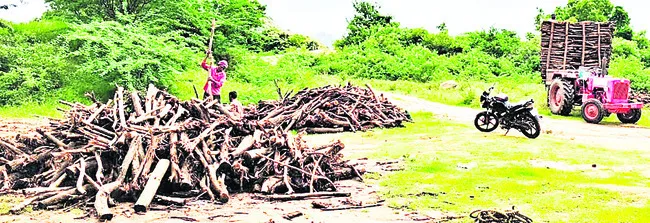 చెట్లు నరికి అక్రమంగా తరలింపు