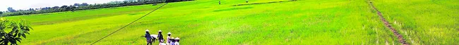 అరణ్య