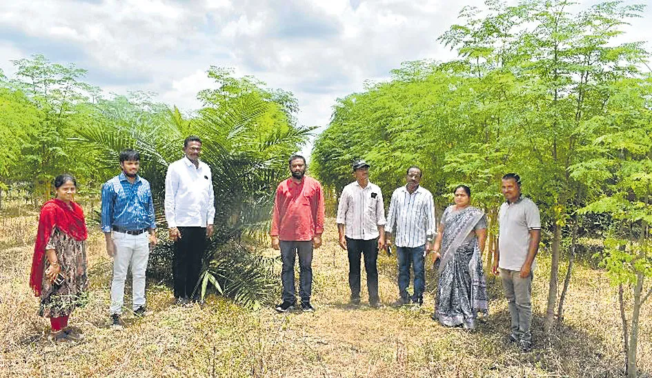 Sagubadi: Drumstick crop cultivation is a Profitable opportunity to farmers