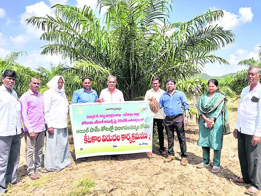 ఆయిల్