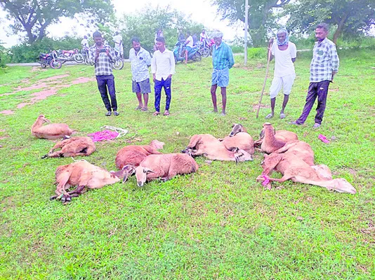 యాదాద్రి జిల్లాలో గొర్రెల చోరీ