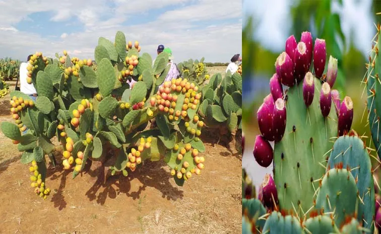 Thornless cactus is also suitable for saline soils And Good Income