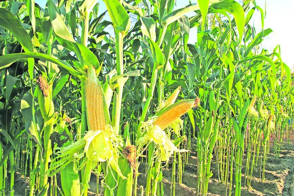 మక్క 