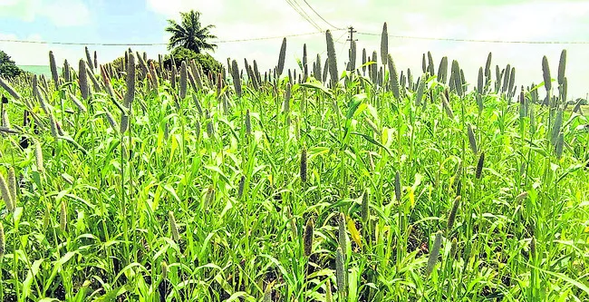 సంక్షోభంలో సజ్జ సాగు 