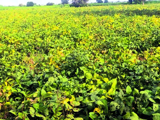 సోయాపై రైతుల్లో ఆశలు!