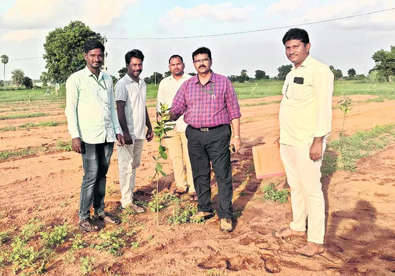 పండ్ల తోటలను సంరక్షించుకోవాలి