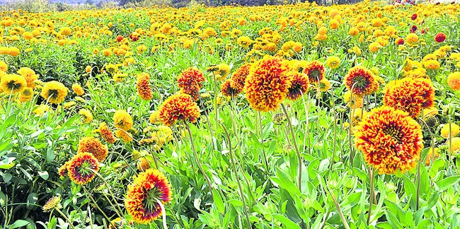 బతుకమ్మ బతుకుదెరువైంది