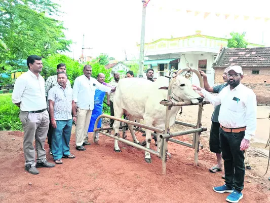 పశువుల షెడ్లు శుభ్రంగా ఉంచాలి 