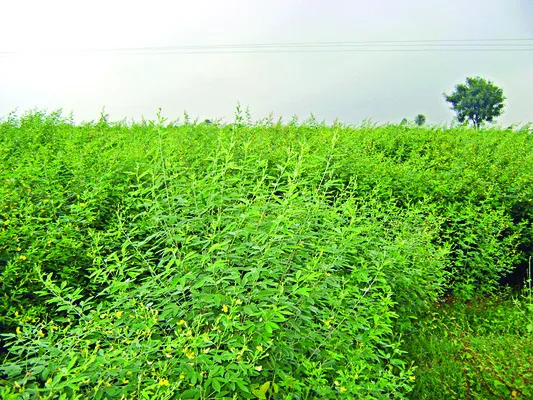 ప్రధాన పంటగా కంది 