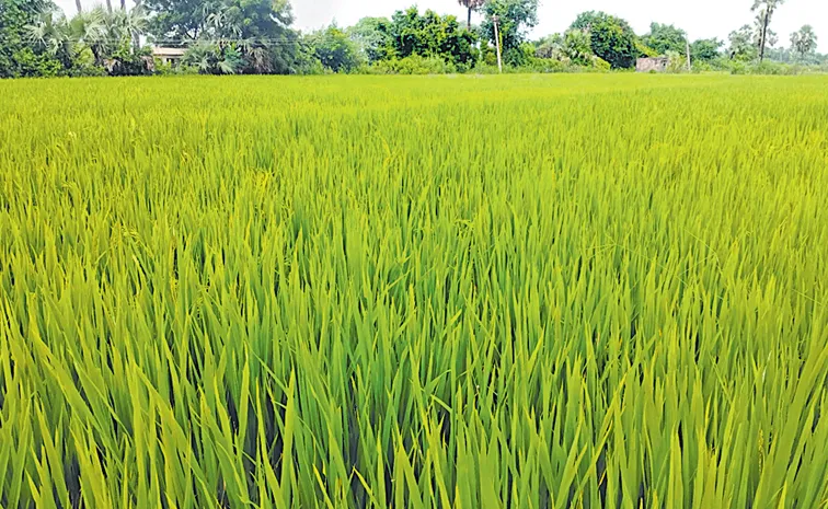Record crop cultivation in the state this time