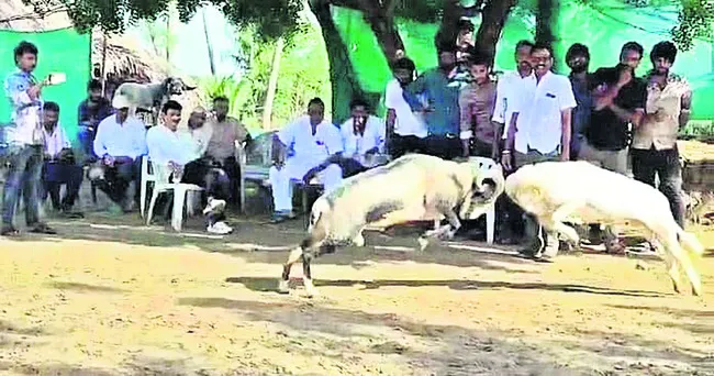 కై కల