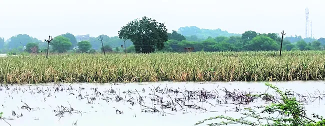 తెరిప