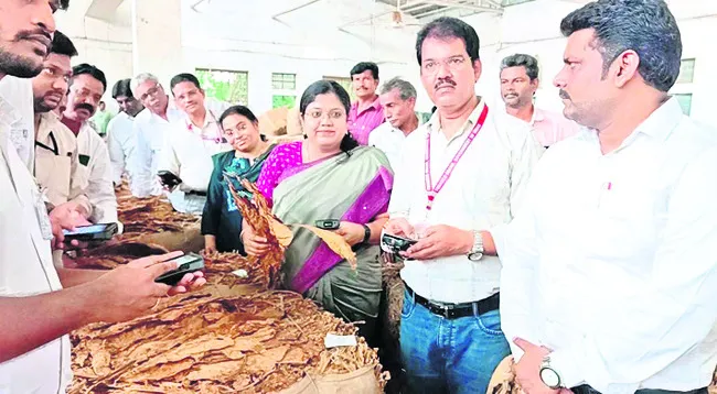పరిమితి మేరకు వర్జీనియా సాగు చేయాలి 