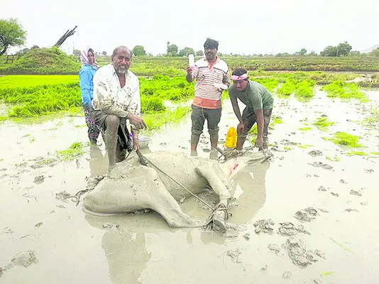 ఆర్థిక ఇబ్బందుల్లో గోపాలమిత్రలు