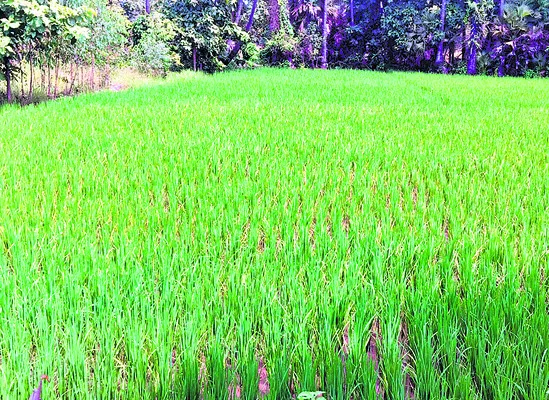 వరి ప