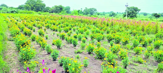 ఉపాధి
