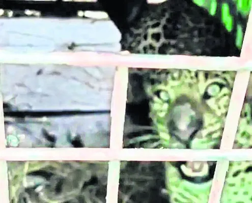 పీజీల