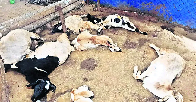 ఉచిత 
