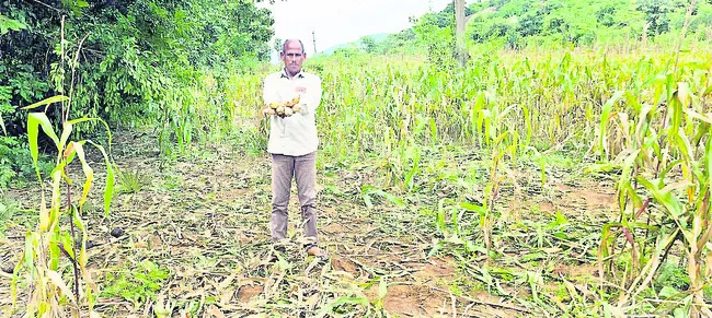 మొక్కజొన్న పంటను ధ్వంసం చేసిన ఏనుగులు