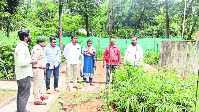 వెదురు సాగు లాభదాయకం 