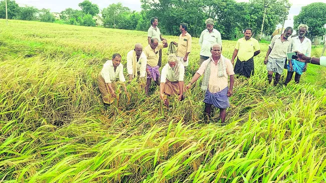 కర్షక