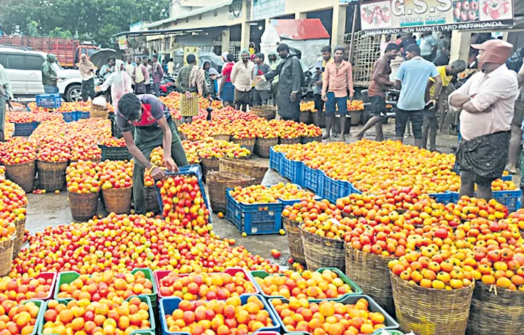 Tomato prices have fallen sharply for a week
