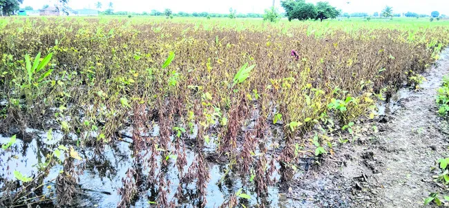 కుళ్లుతున్న సోయా..