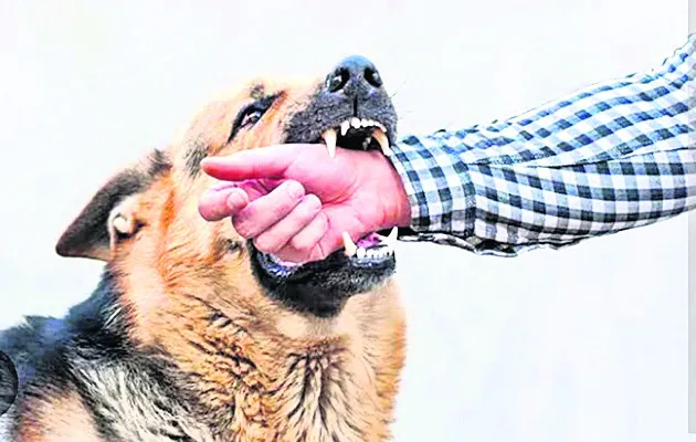 జూనోట