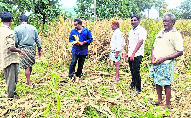 ధ్వంసం చేసిన పంట పరిశీలన