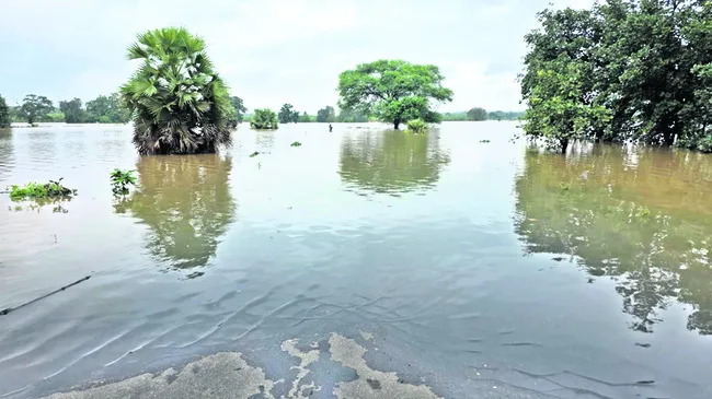 దారుల