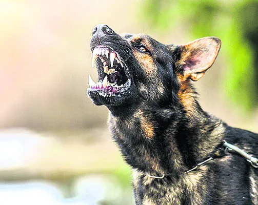 రేబిస్‌.. ప్రాణాంతకం 