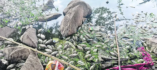 మీనాల మృత్యుఘోష 