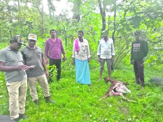 గొర్రెను చంపిన చిరుత? 