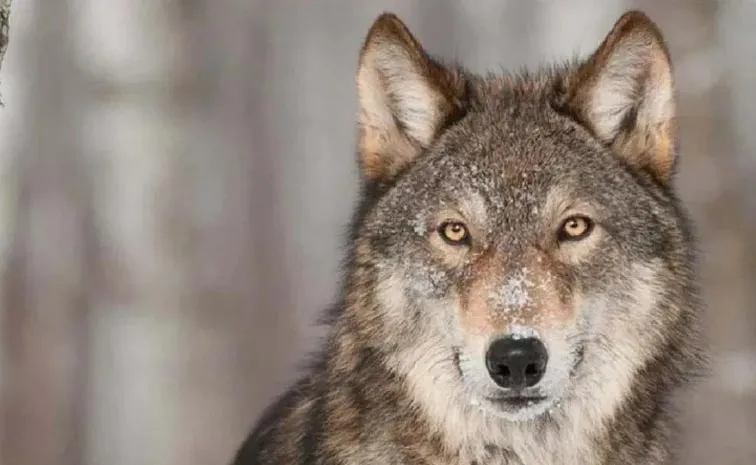 UP Amid Attacks On Villagers, Wolf Carcass Found In Bahraich