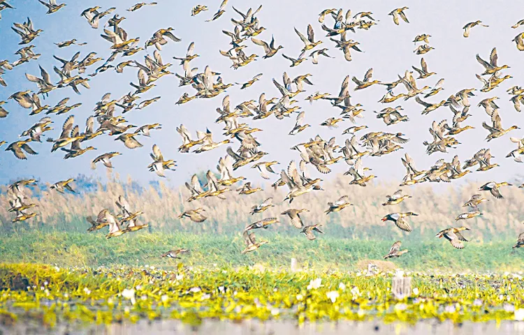 Rare birds fall victim to nets in Kolleru