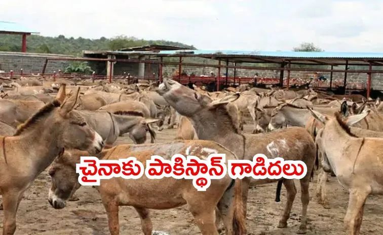 Pakistan unique business China to invest usd 37m in donkey breeding