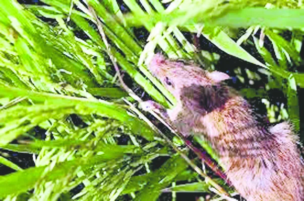 ఎలుకల