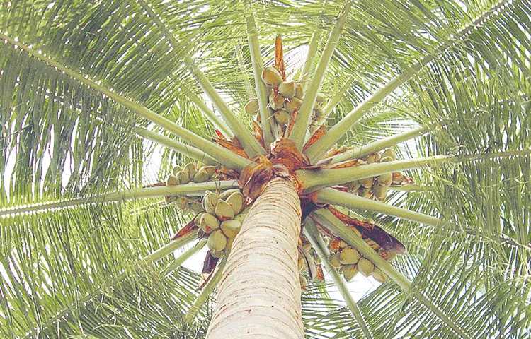 World Coconut Day on September 2nd