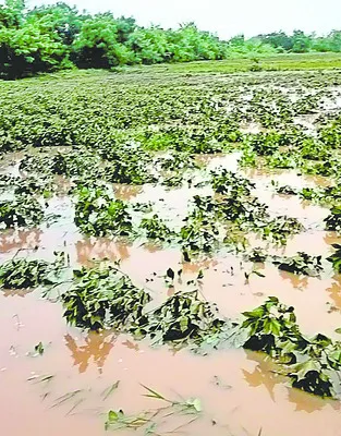 పత్తి రైతు కన్నీళ్లు