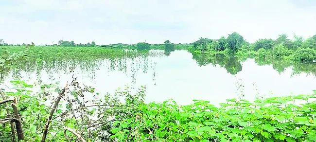 నీటమునిగిన పంటలు
