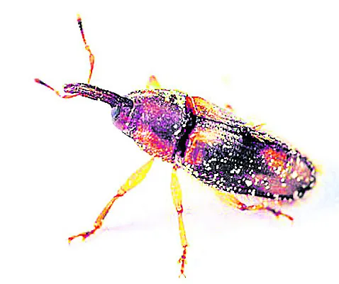 కీటకం