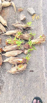 రైతుల