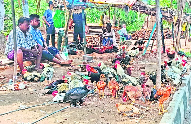 నాటు కోళ్లకు ఫుల్‌ గిరాకీ 