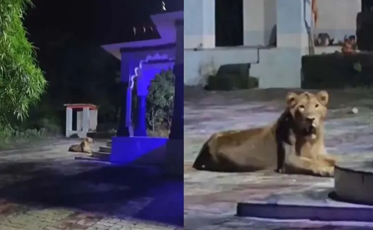 IFS Officer Shares Incredible Video Of Lioness Guarding Temple Goes Viral
