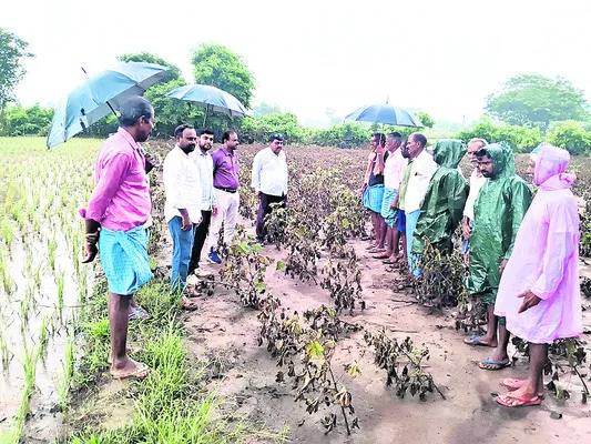 నష్టంపై రైతులవారీగా వివరాల సేకరణ